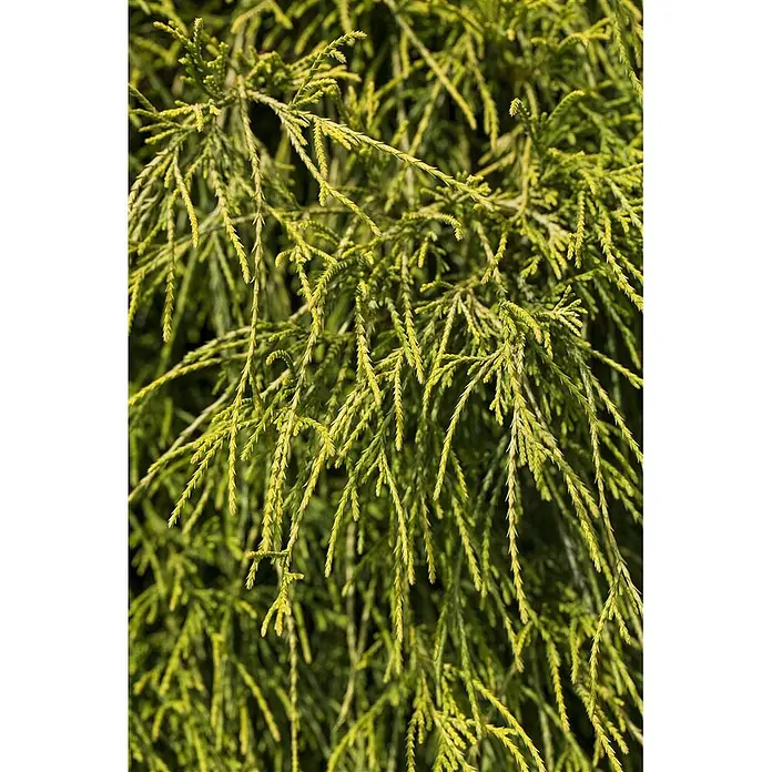Pflanzen für dich Faden-Scheinzypresse 20-25 cm - Chamaecyparis pisifera 'Filifera Nana', Aktuelle Wuchshöhe: 20 cm - 25 cm - Nahaufnahme von leuchtendem, hellgrünem Nadelbaumlaub mit zarten, schuppenartigen Blättern.
