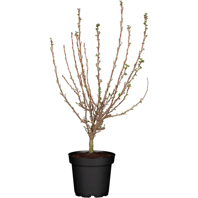 Pflanzen für dich Blutjohannisbeere 60-80 cm - Ribes sanguineum 'King Edward VII', Rot - Topfpflanze mit kahlen Ästen und neuen grünen Knospen in einem schwarzen Kunststofftopf.