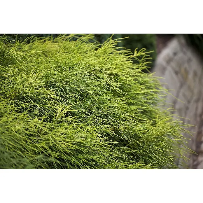 Pflanzen für dich Faden-Scheinzypresse 20-25 cm - Chamaecyparis pisifera 'Filifera Nana', Aktuelle Wuchshöhe: 20 cm - 25 cm - Detaillierte Ansicht einer hellen chartreuse immergrünen Pflanze mit weichen, nadelartigen Blättern.
