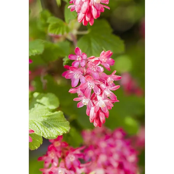 Pflanzen für dich Blutjohannisbeere 60-80 cm - Ribes sanguineum 'King Edward VII', Rot - Leuchtend rosa Blüten mit weißen Zentren.