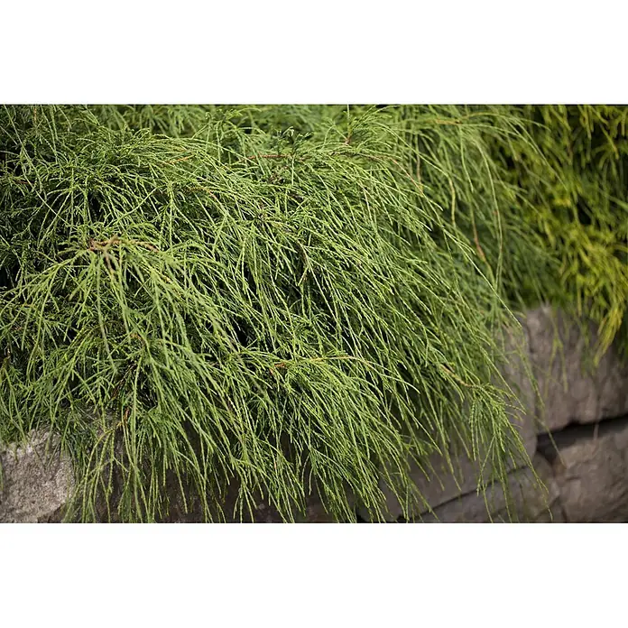 Pflanzen für dich Faden-Scheinzypresse 20-25 cm - Chamaecyparis pisifera 'Filifera Nana', Aktuelle Wuchshöhe: 20 cm - 25 cm - Grünes, hängendes Pflanzenlaub fällt über eine rustikale Steinmauer.