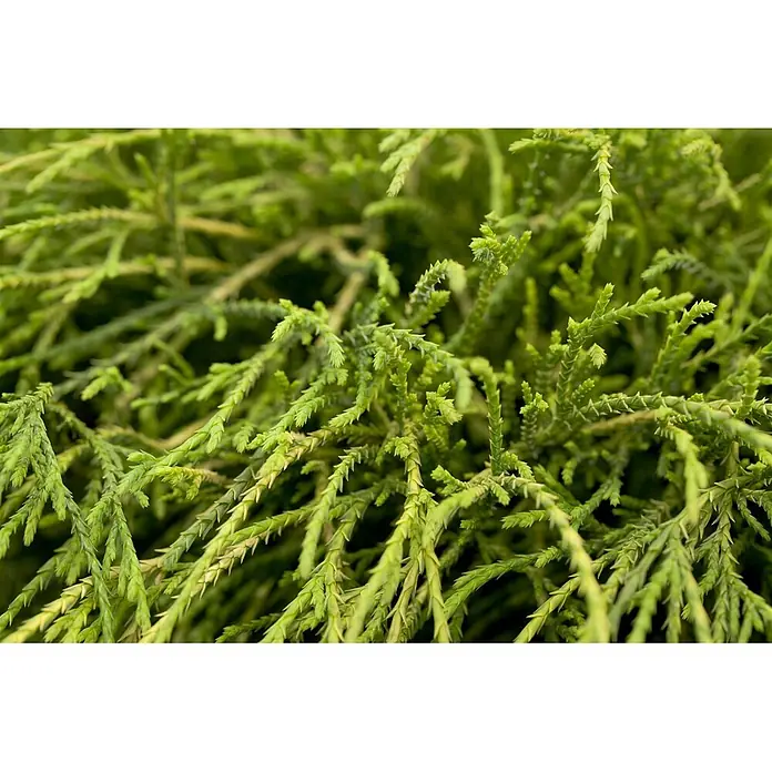 Pflanzen für dich Faden-Scheinzypresse 20-25 cm - Chamaecyparis pisifera 'Filifera Nana', Aktuelle Wuchshöhe: 20 cm - 25 cm - Nahaufnahme von leuchtend grünem, dichtem Laub mit kleinen, schuppenförmigen Blättern, typisch für eine Konifere oder einen immergrünen Strauch.