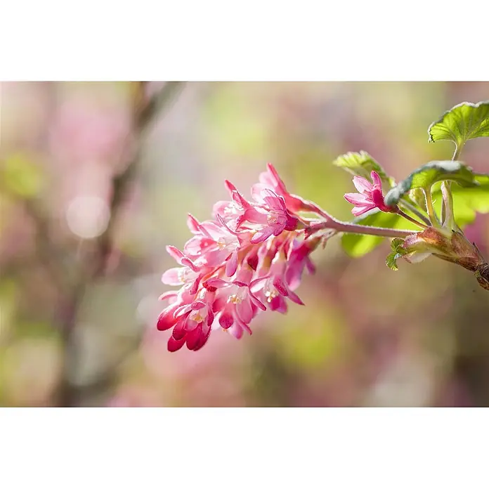 Pflanzen für dich Blutjohannisbeere 60-80 cm - Ribes sanguineum 'King Edward VII', Rot - Bündel leuchtend pinker Blüten und grüner Blätter an einem Zweig, sanft beleuchtet.
