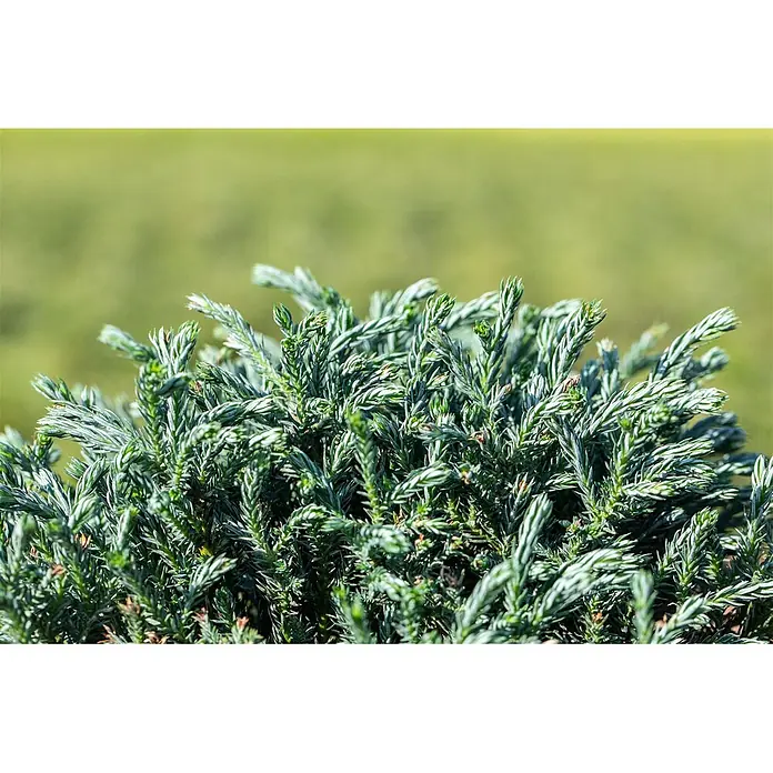 Pflanzen für dich Faden-Scheinzypresse 20-25 cm - Chamaecyparis pisifera 'Blue Moon', Aktuelle Wuchshöhe: 20 cm - 25 cm - Nahaufnahme einer dichten, buschigen Pflanze mit gefiedertem, silbrig-grünem Laub.