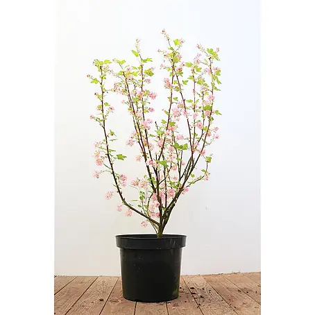 Pflanzen für dich  Blutjohannisbeere 40-60 cm