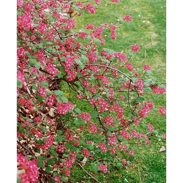 Blutjohannisbeere 'Atrorubens' - Ribes sanguineum - Ein blühender Strauch mit kleinen, leuchtend rosa-roten Blütenbüscheln und grünen Blättern.