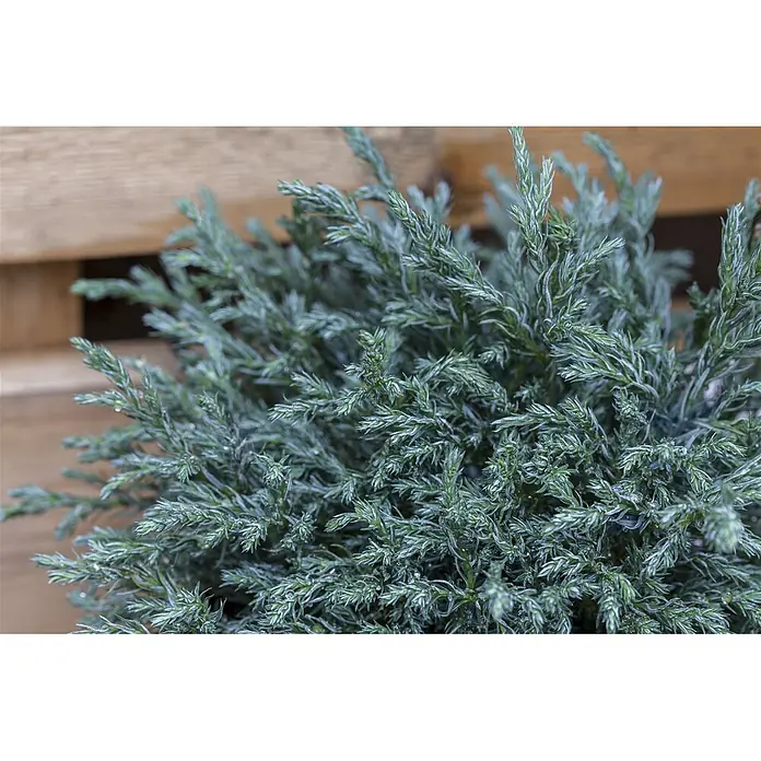 Pflanzen für dich Faden-Scheinzypresse 20-30 cm - Chamaecyparis pisifera 'Baby Blue', Aktuelle Wuchshöhe: 20 cm - 30 cm - Dichter blaugrüner Nadelstrauch mit feinem, schuppigem Laub und Wassertropfen.