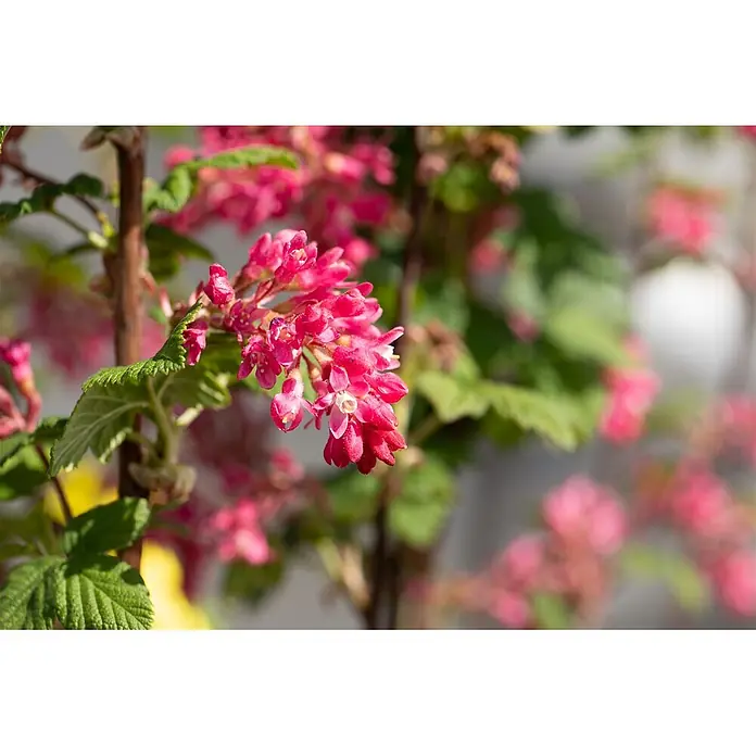 Blutjohannisbeere 'Atrorubens' - Ribes sanguineum - Nahaufnahme leuchtend pinker Blüten und grüner Blätter an einem holzigen Stiel, mit weiteren unscharfen Blüten im Hintergrund.