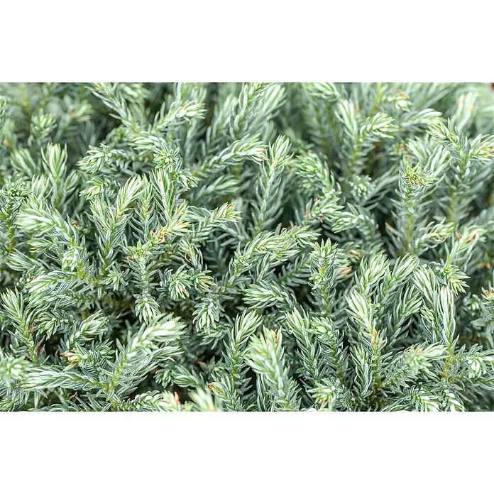 Pflanzen für dich Faden-Scheinzypresse 20-25 cm - Chamaecyparis pisifera 'Blue Moon', Aktuelle Wuchshöhe: 20 cm - 25 cm - Nahaufnahme eines panaschierten immergrünen Strauchs mit hellgrünen und weißen Nadelblättern.
