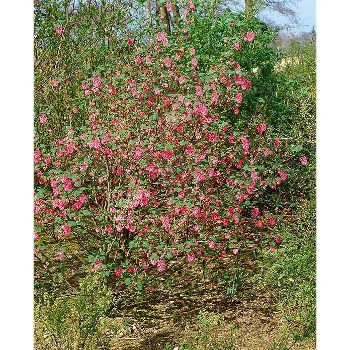 Blutjohannisbeere 'Atrorubens' - Ribes sanguineum - Ein dichter Strauch mit zahlreichen kleinen rosa Blüten und grünen Blättern in einem Garten.