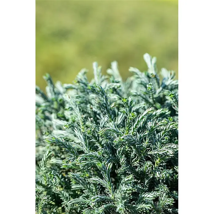 Pflanzen für dich Faden-Scheinzypresse 20-25 cm - Chamaecyparis pisifera 'Blue Moon', Aktuelle Wuchshöhe: 20 cm - 25 cm - Nahaufnahme eines Nadelgehölzes mit dichtem, grün-silbrigem Laub.
