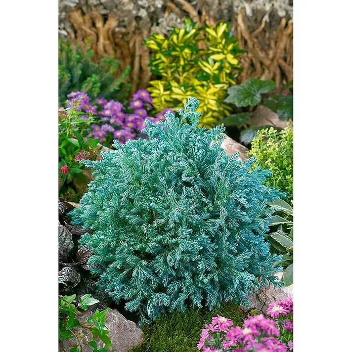 Pflanzen für dich Faden-Scheinzypresse 20-25 cm - Chamaecyparis pisifera 'Blue Moon', Aktuelle Wuchshöhe: 20 cm - 25 cm - Ein lebendiger, kompakter blau-grüner Nadelbaumstrauch gedeiht in einem üppigen Garten zwischen Felsen und bunten Blumen.