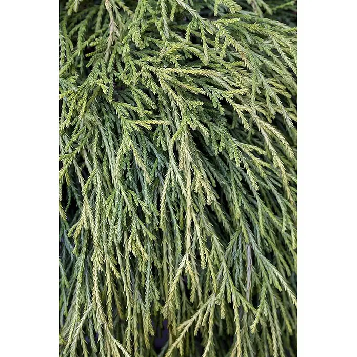 Pflanzen für dich Faden-Scheinzypresse 20-30 cm - Chamaecyparis pisifera 'Sungold', Aktuelle Wuchshöhe: 20 cm - 30 cm - Nahaufnahme von dichtem, herabhängendem grünem Koniferenlaub mit Schuppenblättern.