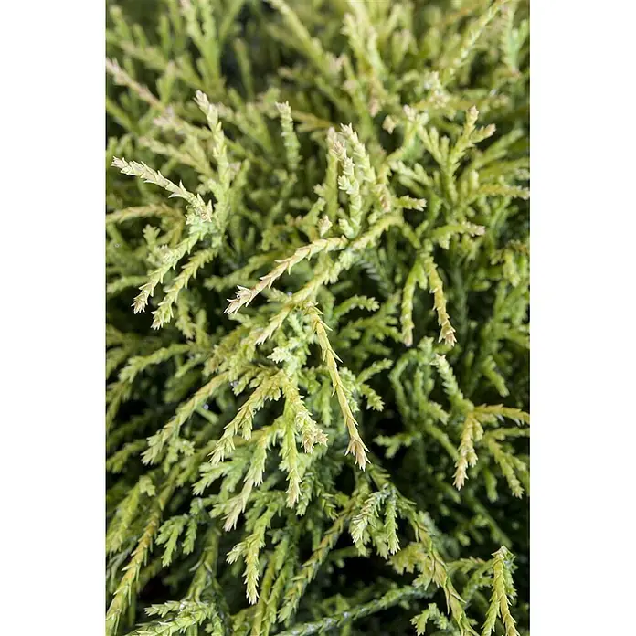 Pflanzen für dich Faden-Scheinzypresse 20-30 cm - Chamaecyparis pisifera 'Sungold', Aktuelle Wuchshöhe: 20 cm - 30 cm - Üppiges, hellgrünes Koniferenlaub mit feinen, strukturierten, schuppenartigen Blättern.