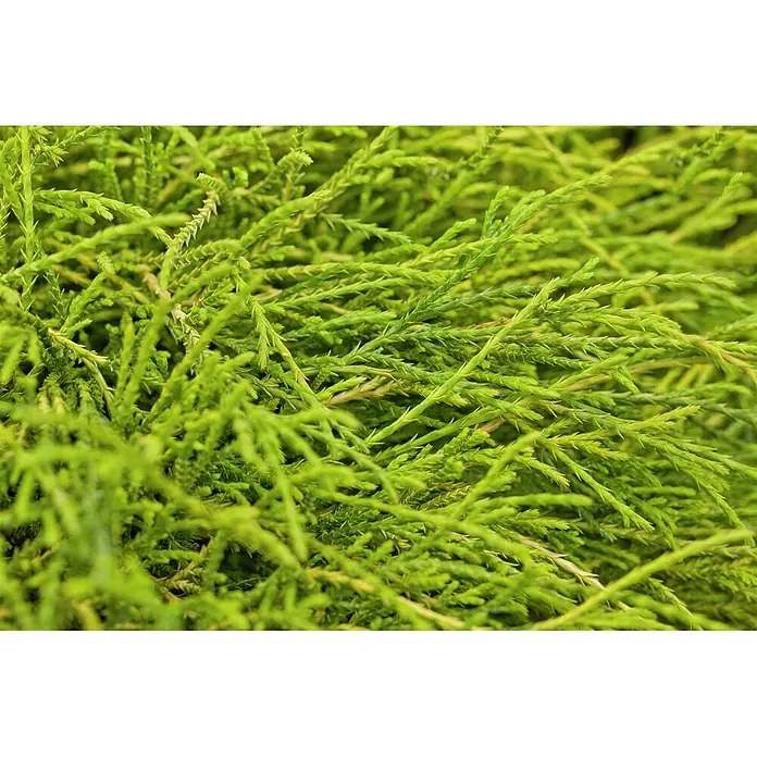Pflanzen für dich Faden-Scheinzypresse 20-30 cm - Chamaecyparis pisifera 'Sungold', Aktuelle Wuchshöhe: 20 cm - 30 cm - Helles grünes, dichtes, nadelartiges Pflanzenlaubwerk mit feiner Textur.
