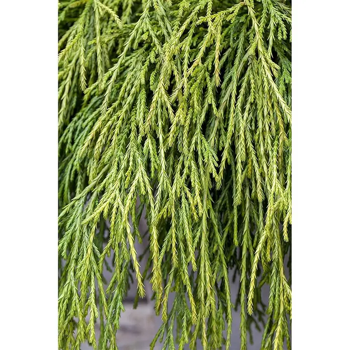 Pflanzen für dich Faden-Scheinzypresse 20-30 cm - Chamaecyparis pisifera 'Sungold', Aktuelle Wuchshöhe: 20 cm - 30 cm - Leuchtend grünes, federartiges Laub mit herabhängenden Zweigen.