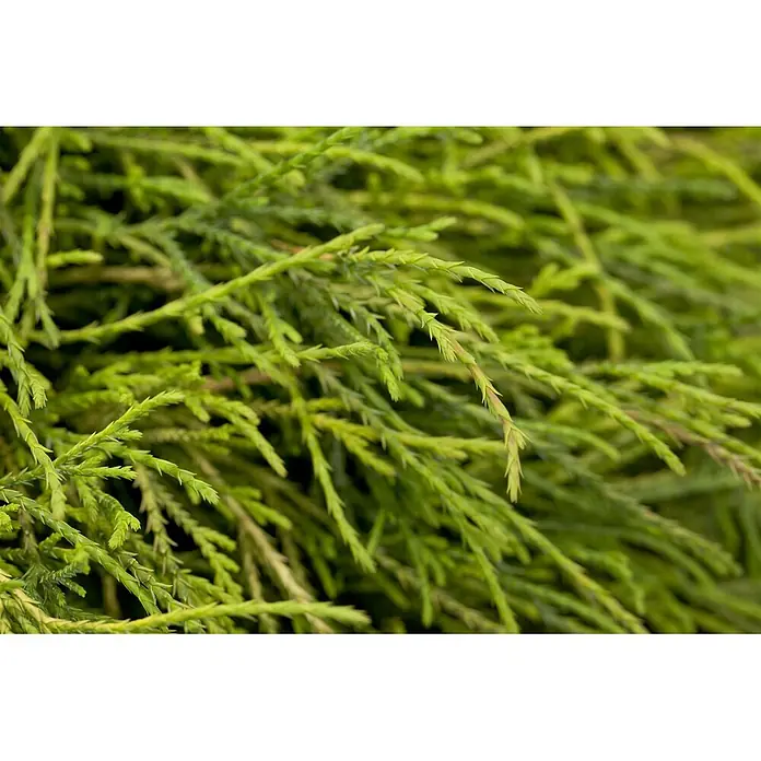 Pflanzen für dich Faden-Scheinzypresse 20-30 cm - Chamaecyparis pisifera 'Sungold', Aktuelle Wuchshöhe: 20 cm - 30 cm - Nahaufnahme von leuchtend grünem, federartigem Laub.