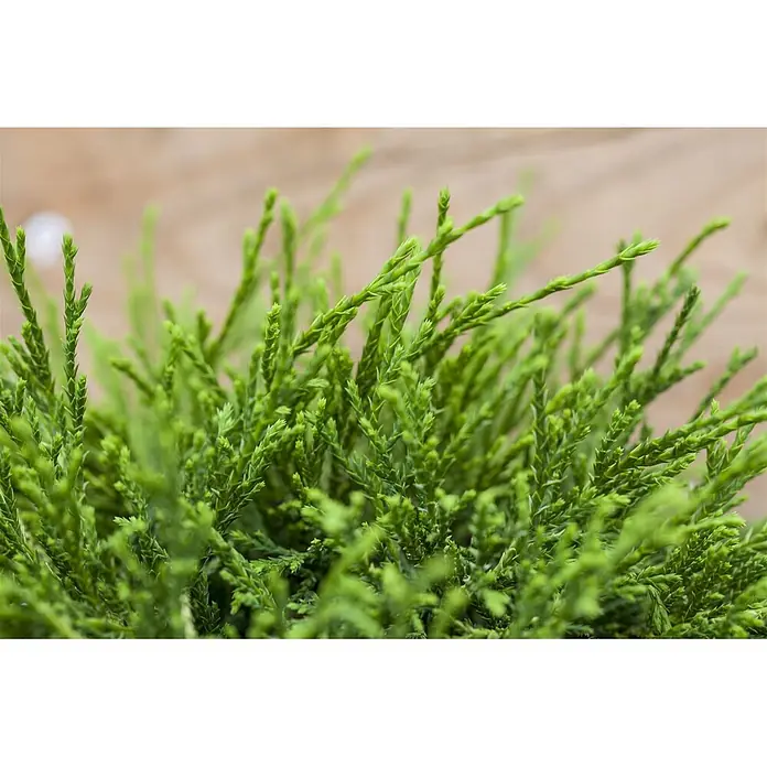Pflanzen für dich Faden-Scheinzypresse 20-30 cm - Chamaecyparis pisifera 'Sungold', Aktuelle Wuchshöhe: 20 cm - 30 cm - Nahaufnahme von leuchtend grünem, stacheligem Laub mit zahlreichen kleinen, schuppenartigen Blättern.