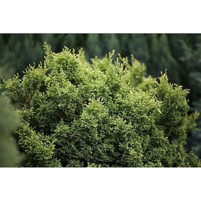 Pflanzen für dich Faden-Scheinzypresse 15-20 cm - Chamaecyparis pisifera 'Plumosa Compressa', Aktuelle Wuchshöhe: 15 cm - 20 cm - Dichtes, lebhaft grünes Nadelgehölz mit feinen, schuppenartigen Blättern.
