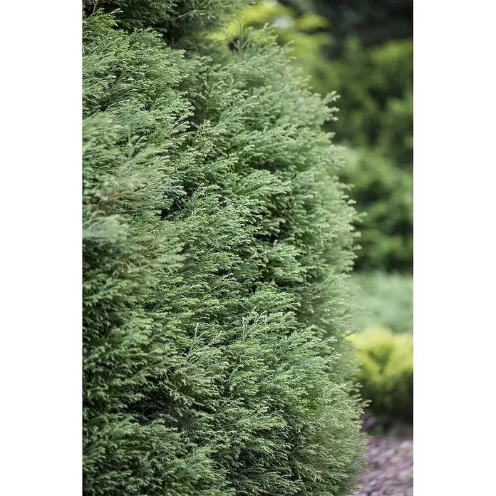 Pflanzen für dich Faden-Scheinzypresse 15-20 cm - Chamaecyparis pisifera 'Plumosa Compressa', Aktuelle Wuchshöhe: 15 cm - 20 cm - Dichtes, lebhaft grünes Nadelgehölzlaub, das seine feinen, schuppenartigen Blätter zeigt.