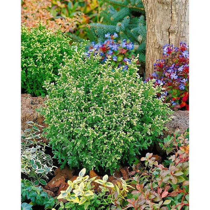Pflanzen für dich Faden-Scheinzypresse 15-20 cm - Chamaecyparis pisifera 'Plumosa Compressa', Aktuelle Wuchshöhe: 15 cm - 20 cm - Grün-gelb panasierter Zwerg-Nadelbaum in einer üppigen Gartenumgebung.