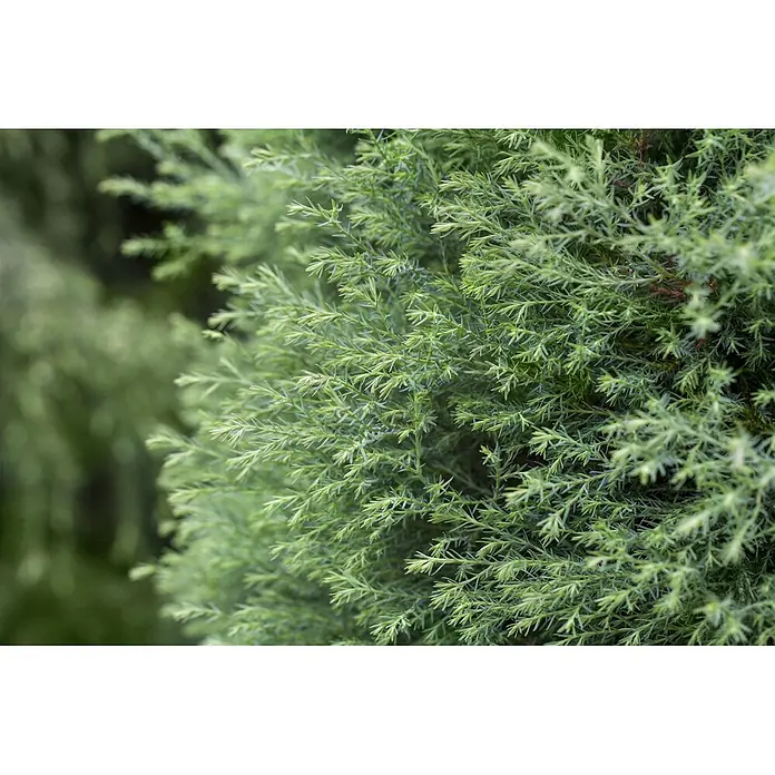 Pflanzen für dich Faden-Scheinzypresse 15-20 cm - Chamaecyparis pisifera 'Plumosa Compressa', Aktuelle Wuchshöhe: 15 cm - 20 cm - Nahaufnahme eines dichten, hellgrünen Nadelholzstrauchs mit kleinen, nadelartigen Blättern.