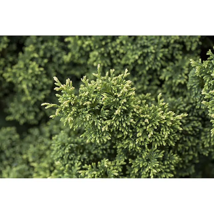 Pflanzen für dich Faden-Scheinzypresse 15-20 cm - Chamaecyparis pisifera 'Plumosa Compressa', Aktuelle Wuchshöhe: 15 cm - 20 cm - Üppig grünes Laub mit helleren, gelblichen Spitzen, strukturiert und dicht wirkend.