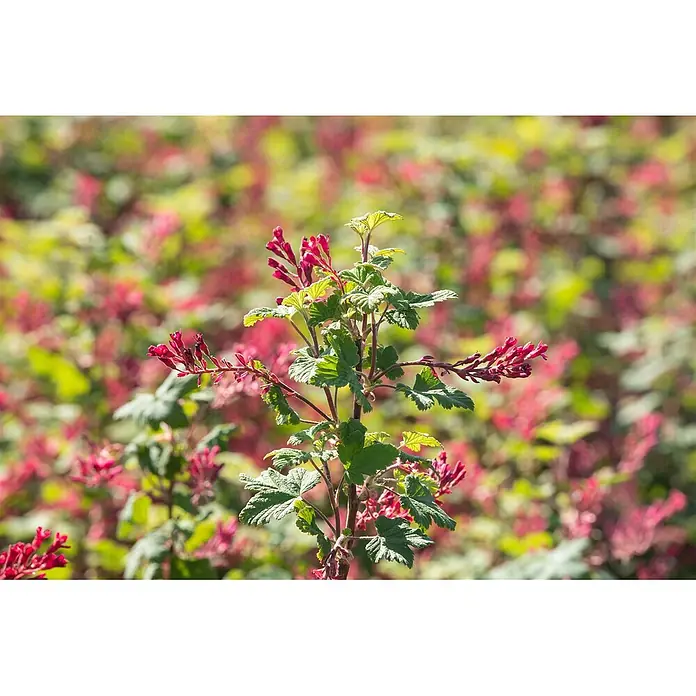 Pflanzen für dich Blutjohannisbeere 100-125 cm - Ribes sanguineum 'Pulborough Scarlet', Rot - Eine blühende Pflanze mit leuchtend roten Blüten und grünen Blättern, vor einem unscharfen Hintergrund ähnlicher Pflanzen.