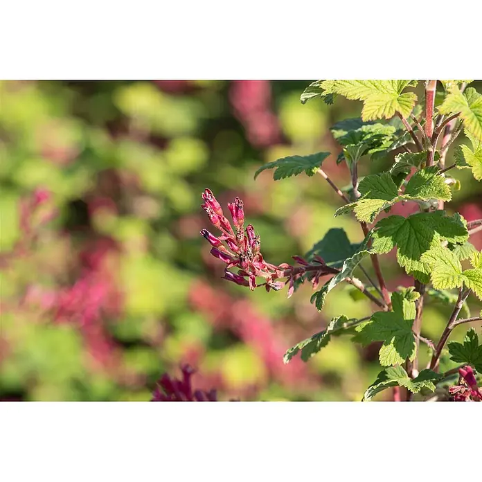 Pflanzen für dich Blutjohannisbeere 100-125 cm - Ribes sanguineum 'Pulborough Scarlet', Rot - Gruppe rosa Blüten mit grünen Blättern an einem Pflanzenzweig.