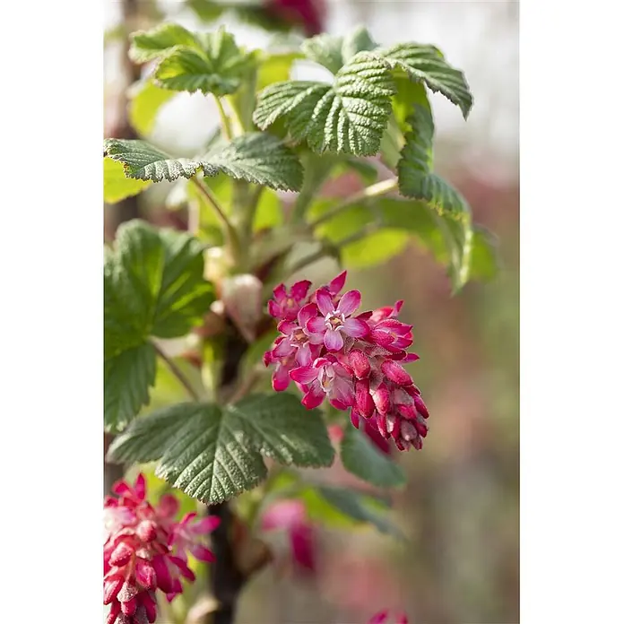 Pflanzen für dich Blutjohannisbeere 100-125 cm - Ribes sanguineum 'Pulborough Scarlet', Rot - Nahaufnahme einer blühenden Pflanze mit leuchtend rosafarbenen Blüten in Dolden und strukturierten grünen Blättern.