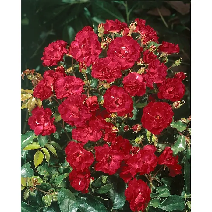 Pflanzen für dich Bodendeckerrose 5-7,5 Liter - Rosa 'Rotilia', Rot - Ein dichtes Bündel tiefroter Rosen und Knospen, die an einem Busch blühen, umgeben von leuchtend grünen Blättern.