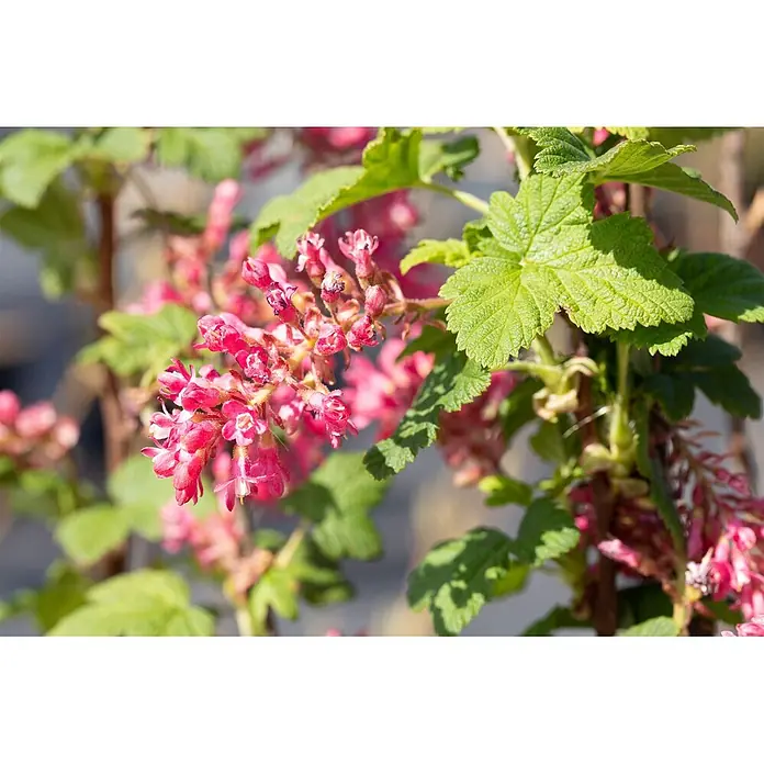 Pflanzen für dich Blutjohannisbeere 100-125 cm - Ribes sanguineum 'Pulborough Scarlet', Rot - Blühender Strauch mit leuchtend rosa Blüten und grünen Blättern.