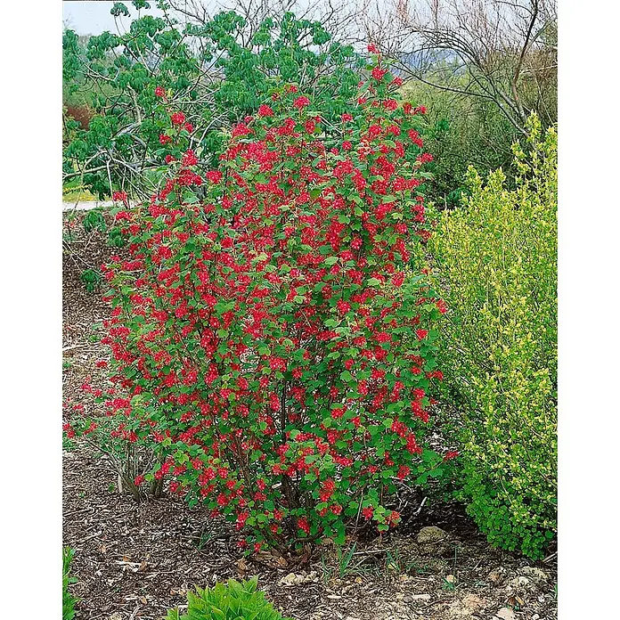 Pflanzen für dich Blutjohannisbeere 100-125 cm - Ribes sanguineum 'Pulborough Scarlet', Rot - Ein lebhaft blühender roter Johannisbeerstrauch mit vielen roten Blüten und grünen Blättern in einer Gartenumgebung.
