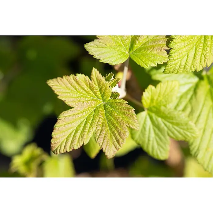 Pflanzen für dich Blutjohannisbeere 100-125 cm - Ribes sanguineum 'Pulborough Scarlet', Rot - Nahaufnahme von leuchtend hellgrünen jungen Blättern mit rotbraunen Rändern und detaillierten Blattadern.