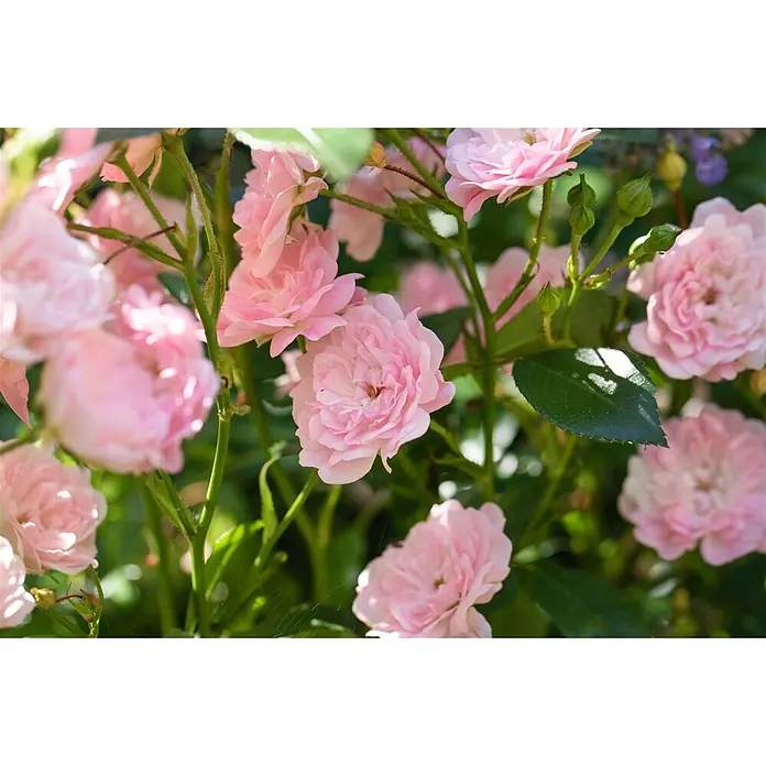 Pflanzen für dich Bodendeckerrose 3-5 Liter - Rosa 'The Fairy', Rosa - Nahaufnahme von leuchtend rosa Gartenrosen in voller Blüte, umgeben von grünem Laub und Knospen.