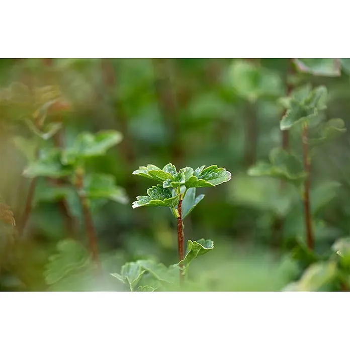 Pflanzen für dich Blutjohannisbeere 100-125 cm - Ribes alpinum 'Schmidt', Grün - Nahaufnahme von leuchtend grünen Blättern mit gezackten Rändern an einem schlanken Pflanzenstiel.