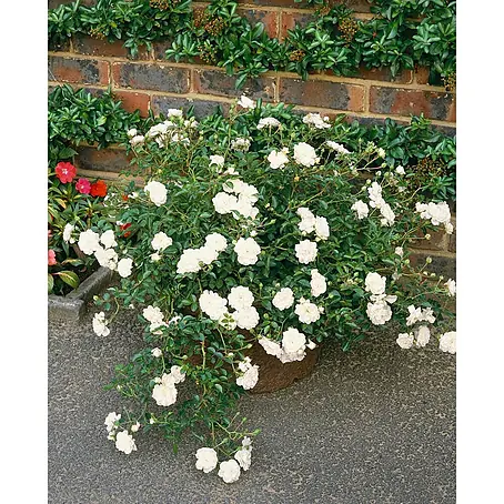 Pflanzen für dich  Bodendeckerrose 3-5 Liter