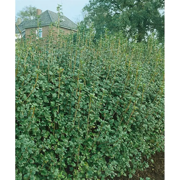 Pflanzen für dich Blutjohannisbeere 100-125 cm - Ribes alpinum 'Schmidt', Grün - Dichte grüne Hecke aus Blattpflanzen mit hohen, aufrechten Stielen in einem Garten.