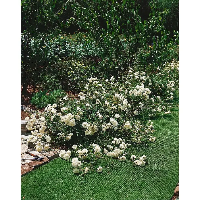 Pflanzen für dich Bodendeckerrose 3-5 Liter - Rosa 'Swany', Weiß - Grüner Kunstrasen als Weg neben einem üppigen weißen Rosenbusch in einem Garten verlegt.