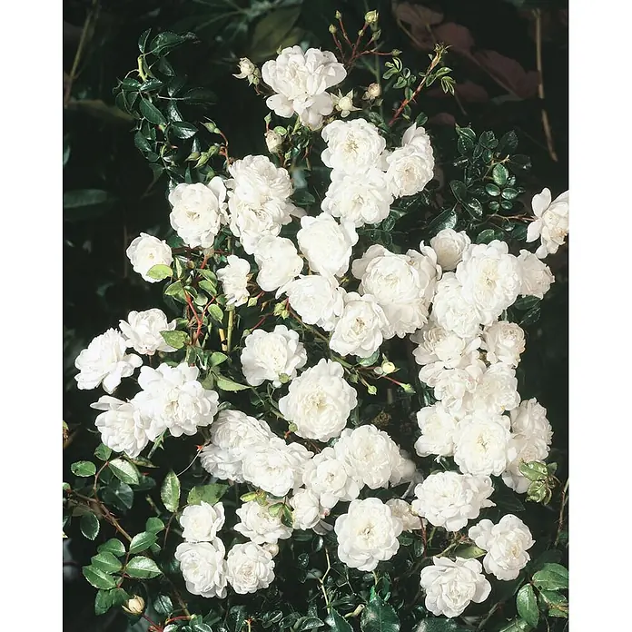 Pflanzen für dich Bodendeckerrose 3-5 Liter - Rosa 'Swany', Weiß - Ein üppiger Strauß kleiner, zarter weißer Rosen, die zwischen dunkelgrünem Laub blühen.