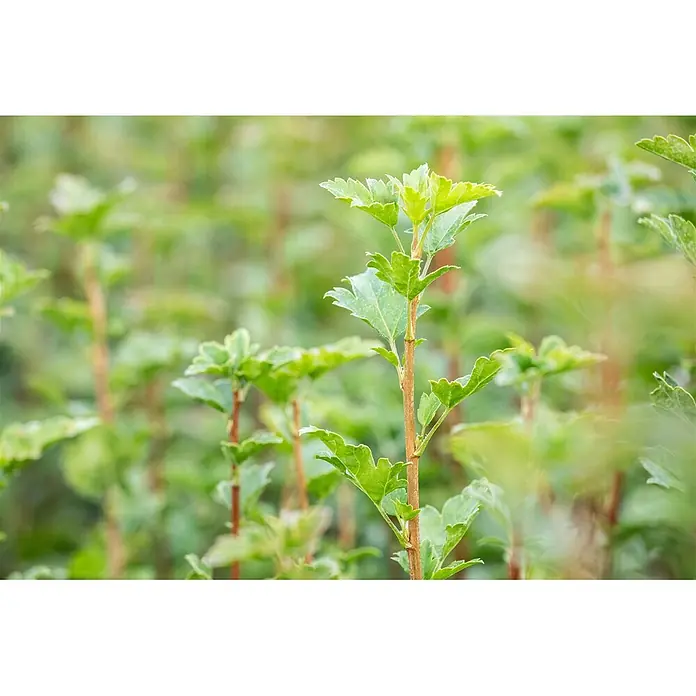 Pflanzen für dich Blutjohannisbeere 100-125 cm - Ribes alpinum 'Schmidt', Grün - Nahaufnahme einer leuchtend grünen Pflanze mit gezackten Blättern und rötlich-braunem Stiel, umgeben von ähnlichen Pflanzen.