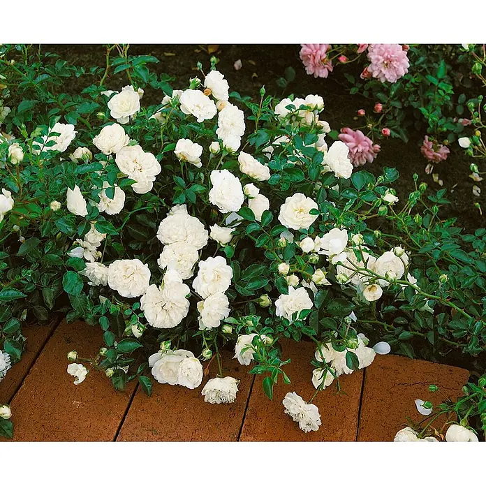 Pflanzen für dich Bodendeckerrose 3-5 Liter - Rosa 'Swany', Weiß - Busch weißer Rosen mit zahlreichen Blüten, die auf einen Ziegelweg überlaufen, mit rosa Rosen im Hintergrund.