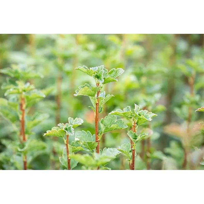 Pflanzen für dich Blutjohannisbeere 100-125 cm - Ribes alpinum 'Schmidt', Grün - Frische grüne Pflanzenriebe mit rotbraunen Stängeln und lebhaften, gezackten Blättern.
