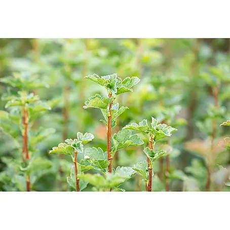 Pflanzen für dich  Blutjohannisbeere 100-125 cm