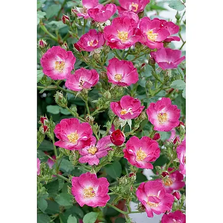 Pflanzen für dich  Bodendeckerrose 3-5 Liter