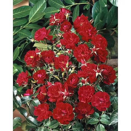 Pflanzen für dich  Bodendeckerrose 3-5 Liter