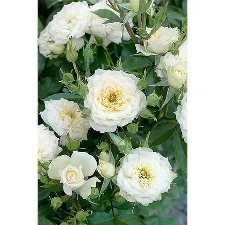 Pflanzen für dich  Bodendeckerrose 3-5 Liter