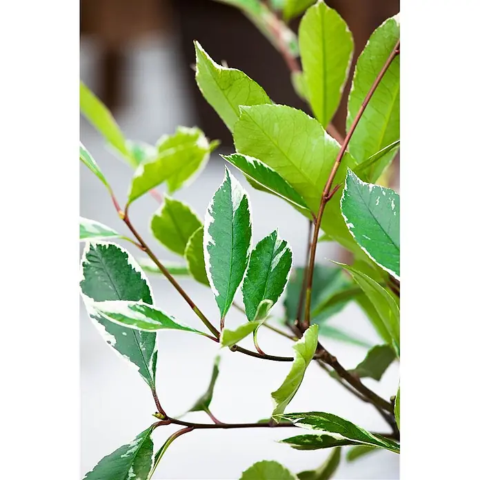 Pflanzen für dich Glanzmispel 60-80 cm - Photinia fraseri 'Louise' - Nahaufnahme einer Pflanze mit lebhaft grünen und weiß panaschierten Blättern und rotbraunen Stielen.