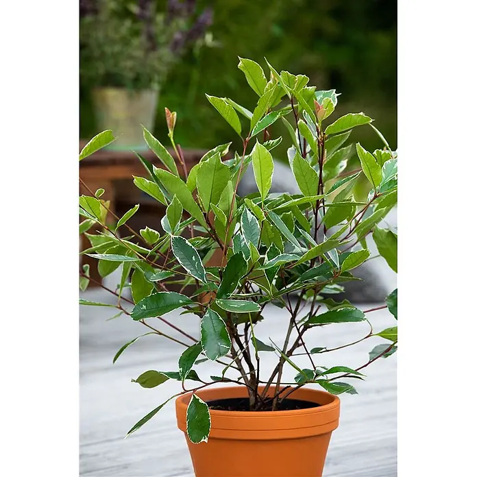 Pflanzen für dich Glanzmispel 60-80 cm - Photinia fraseri 'Louise' - Buntblättrige Pflanze mit grünen und weißen Blättern in Terrakottatopf auf Holzdeck.