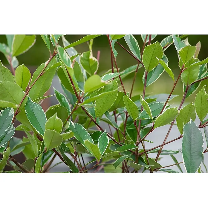 Pflanzen für dich Glanzmispel 60-80 cm - Photinia fraseri 'Louise' - Lebendige grüne Blätter mit weißer Panaschierung an rotbraunen Stielen.